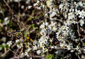 Flores blancas de un jardín.