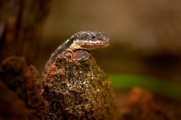 Reptile_3 © Ewa