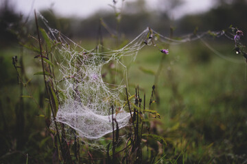 spider web in the blades of grass adorned with drops of water in spring season on cloudy day - Powered by Adobe