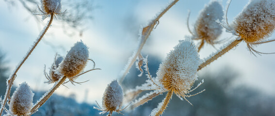 frozen plants in winter