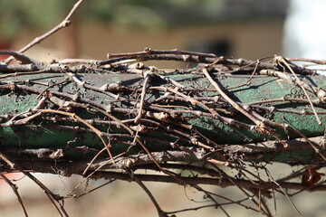 tree branches
