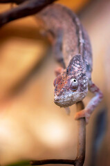 Kameleon_1 © Ewa