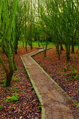 Wooden footpath in Seaton Wetlands, Devon
