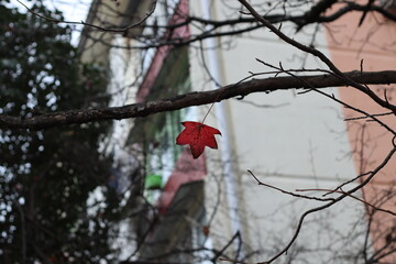 red cardinal in the snow
