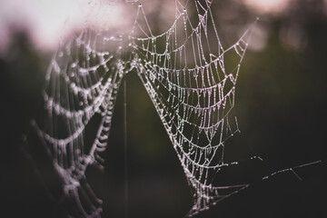 spider web adorned with drops of water in spring season at sunrise
