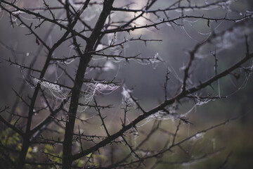 Fototapeta na wymiar spider web spider web on tree branches adorned with drops of water in spring season at sunrise