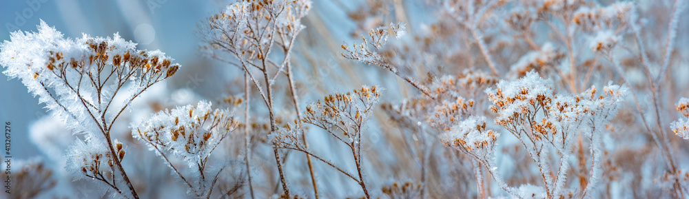 Wall mural frozen plants in winter