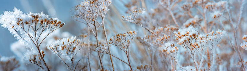 frozen plants in winter