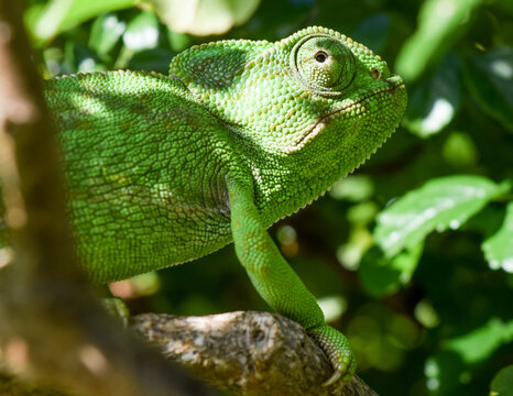Detailed close up image of green common chameleon, endemic in south Spain looking up