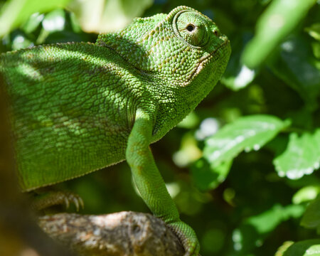 Detailed close up image of green common chameleon, endemic in south Spain looking at the camera