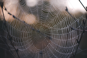 spider web adorned with drops of water in spring season at sunrise