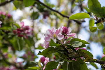 Appletree in blossom