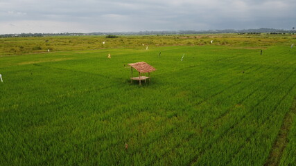 hut in a rice field