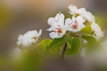 Fototapeta premium Blooming tree branch on the blurred background.