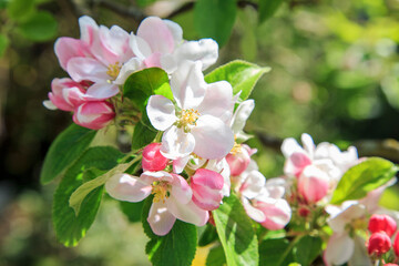 Fototapeta na wymiar Appletree in blossom