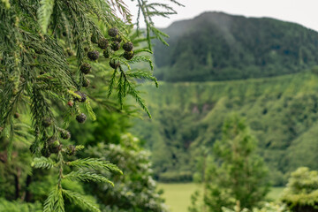 Selective focus on leaves and fruits of cryptomeria, details of vegetation with blur background