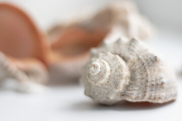 Seashells as background, collection of sea shells