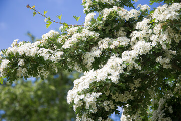 Crataegus ( Hawthorn )  in bloom