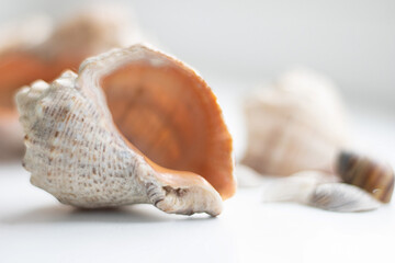 conch cockleshell on white background, close up