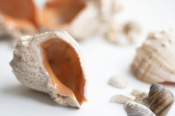 Seashell background, lots of different seashells piled together