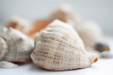 conch cockleshell on white background, close up