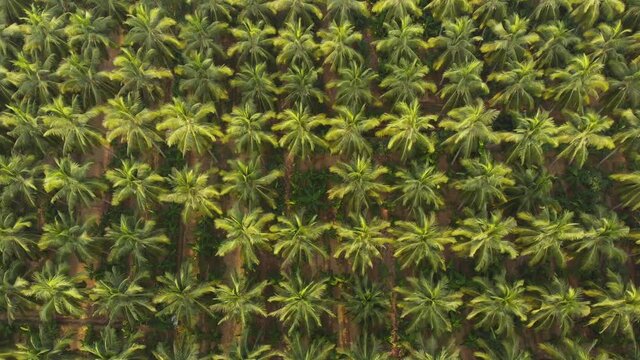 Aerial view of coconut farm. green coconut trees neatly aligned with intercrop banana  plantation.
