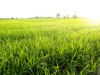 green rice field