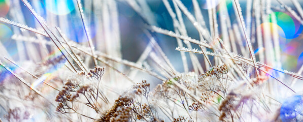 frozen plants in winter