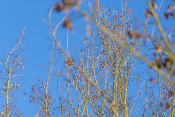 blattlose Äste strecken sich in den blauen Himmel im WInter