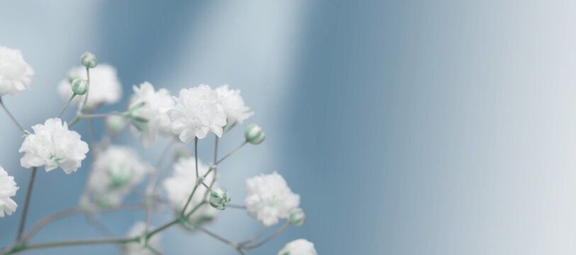 Soft focus White flower on blur blue horizontal long background.