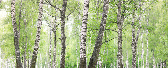 Young birch with black and white birch bark in summer in birch grove against the background of other birches