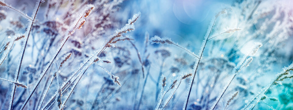 frozen plants in winter