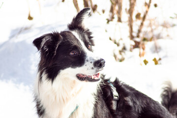 border collie dog