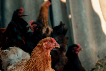 Breeding poultry on the farm. Red chicken close-up. Poultry feeding