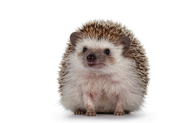 Adult male Four toed Hedgehog aka Atelerix albiventris. Sitting facing front eating cat kibble....