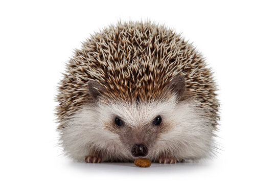 Adult male Four toed Hedgehog aka Atelerix albiventris. Sitting facing front eating cat kibble. Isolated on a white background.