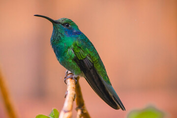 Los colibríes en Costa Rica 