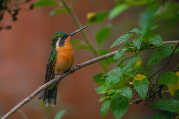 Los colibríes en Costa Rica 