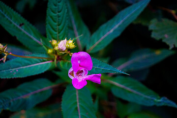 Impatiens glandulifera - also known as policeman's helmet
