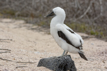 Juvenile Blue-footed booby (Sula nebouxii) in Galapagos Islands, ECuador
