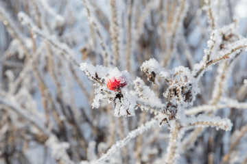 Frozen and frost-covered rose hip bush with icy red fruit