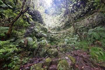 Portugal - Madeira - Levada do Caldeirão Verde - Wasserfall