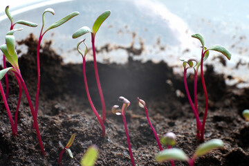 Red-green beet sprouts. Macro photography. Selective focus.