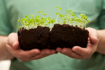  A man holds plant seedlings in the soil in his hands. Selective focus.