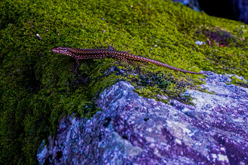 Close-up of common wall lizzard Podarcis muralis
