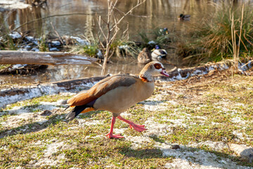 Egyptian goose walking on green grass at a pond in winter. Germany, Alzey, Rhineland Palatinate