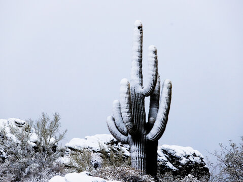 Saguaro Cactus Covered In Snow