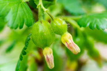 Immature Gooseberries on the Bush