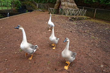 Portugal - Madeira - Queimadas - Wanderrastplatz © Uwalthie Pic Project