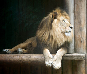 Leo looks at people peacefully